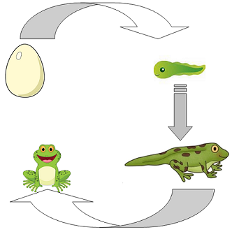 life cycle